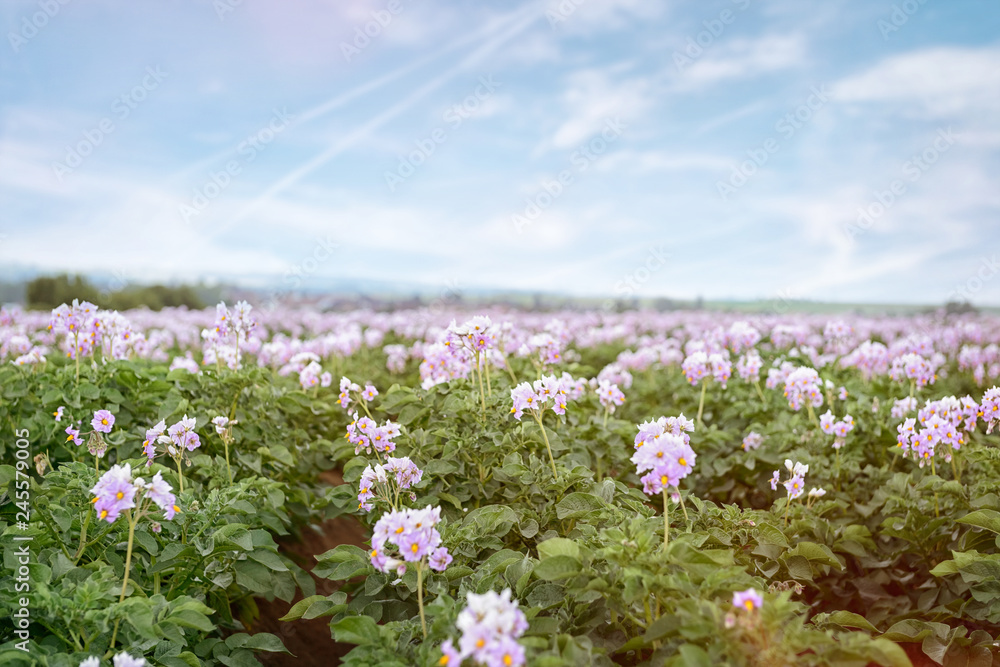 potato flowers blooming in the field