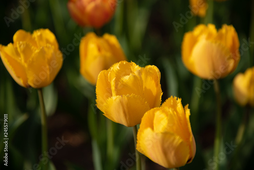 Yellow Fringed Tulipa Crystal Star. Colorful Tulip flower fields.