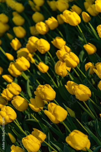 Yellow Triumph Tulipa Kikomachi. Colorful Tulip flower fields.