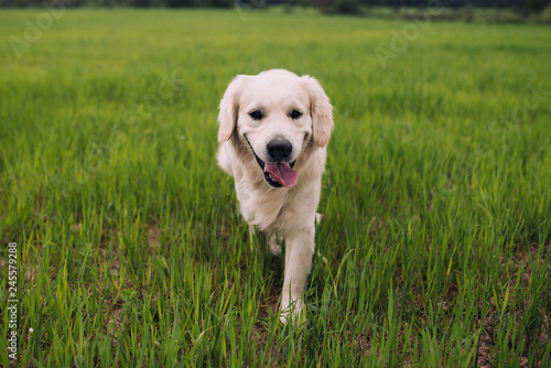 Happy and active golden retriever dog in a field in spring.