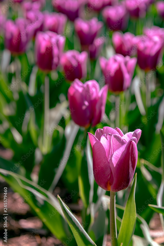 Purple Triumph Tulipa Copex. Colorful Tulip flower fields.