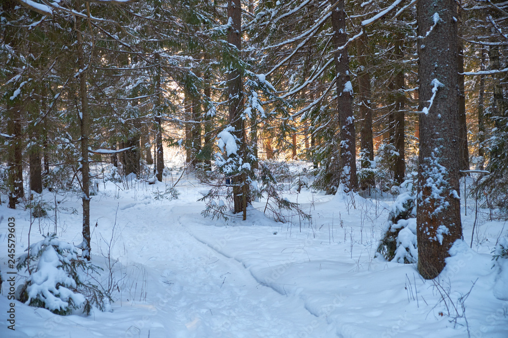 Fototapeta premium nature winter forest snow