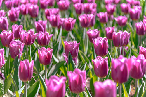 Purple Triumph Tulipa Copex. Colorful Tulip flower fields.