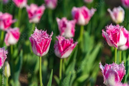 Pink Fringed Tulipa Huis Ten Bosch. Colorful Tulip flower fields.