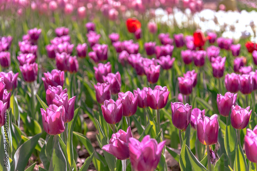 Purple Triumph Tulipa Copex. Colorful Tulip flower fields.