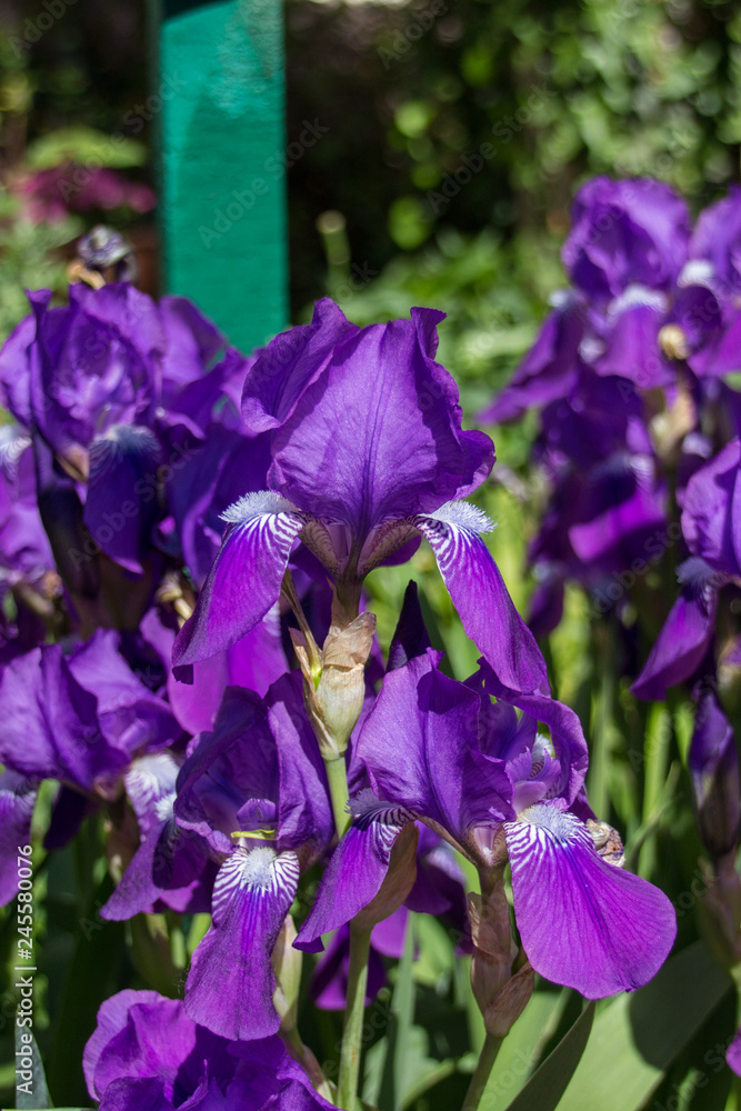 Summer Iris flowers