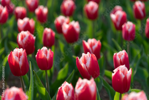 Tulipa Canasta. Colorful Tulip flower fields.