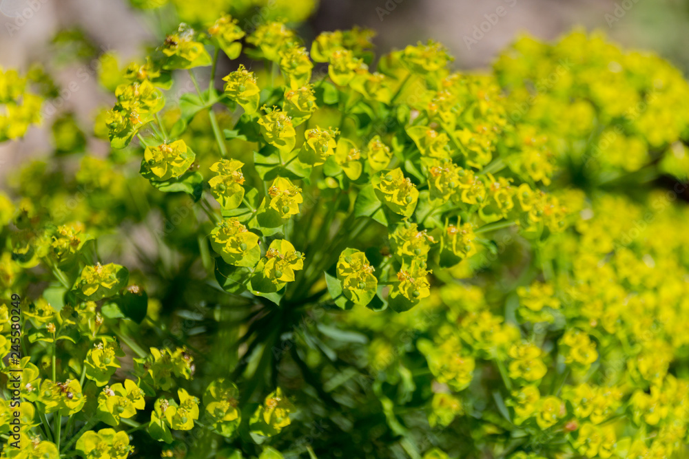 Cypress spurge - Euphorbia cyparissias spring flowering herb. Cypress spurge - Euphorbia cyparissias spring flowering herb.
