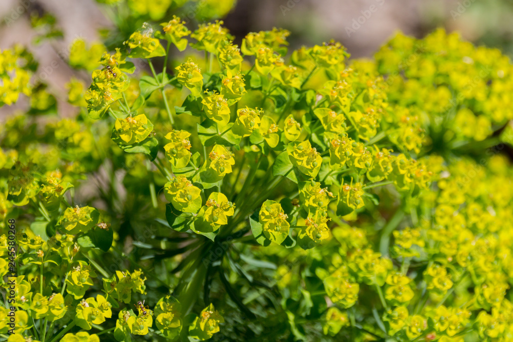 Cypress spurge - Euphorbia cyparissias spring flowering herb. Cypress spurge - Euphorbia cyparissias spring flowering herb.