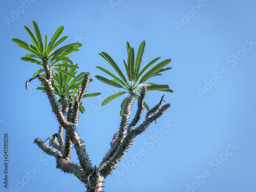 Low Angle View of Spiky Desert Plant with Green Leaves Against Clear Blue Sky © AkeDynamic