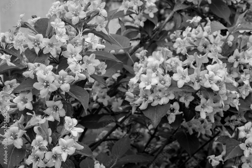 Black and white blossoming Melastomataceae flowers. Black and white blossoming Melastomataceae flowers.