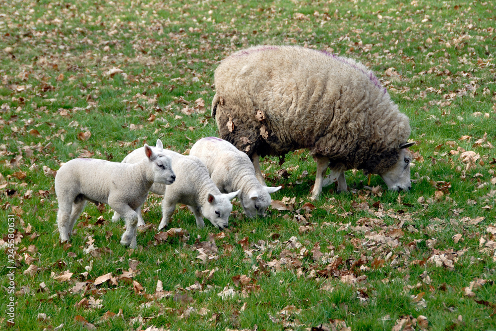 Mother sheep witj her 3 little lambs Mother sheep witj her 3 little lambs
