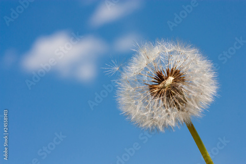 Dandelion  Taraxacum officinale  in the rays of spring sun against the sky  close-up