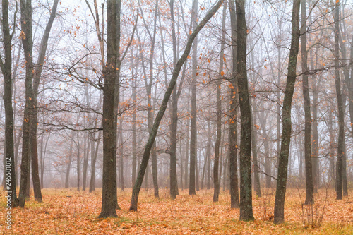 Autumn landscape, background - autumn forest with fallen leaves in the fog, the northeast of Ukraine