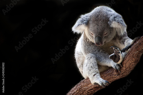Fototapeta Naklejka Na Ścianę i Meble -  Koala haning on branch 