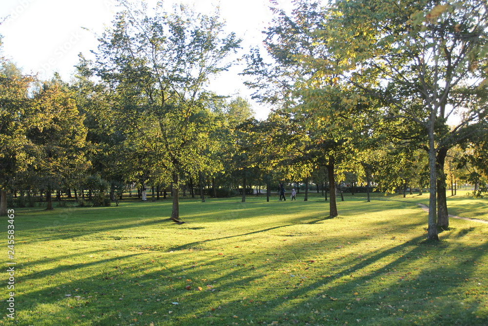 trees in the park