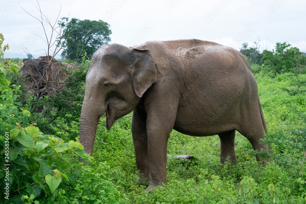 elephant in the wilderness