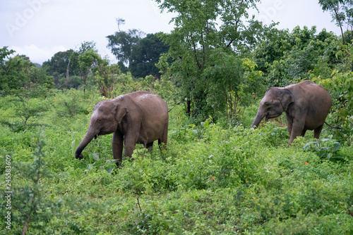 elephant in the wild