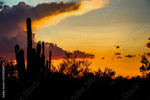 Saguaro silhouette in a orange sunset in North Scottsdale