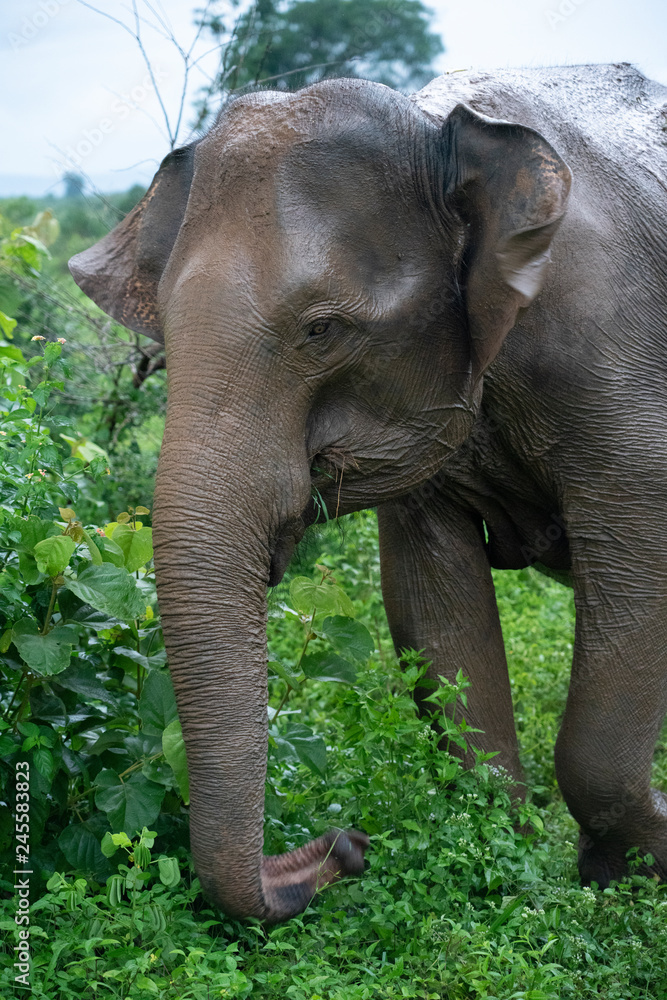 Fototapeta premium elephant in the bush