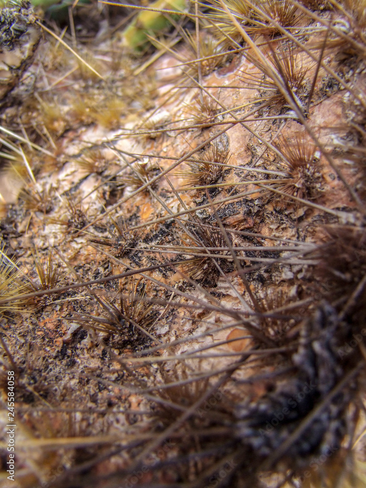 Close up of Dead Prickly Pear Cactus in North Scottsdale Close up of Dead Prickly Pear Cactus in North Scottsdale