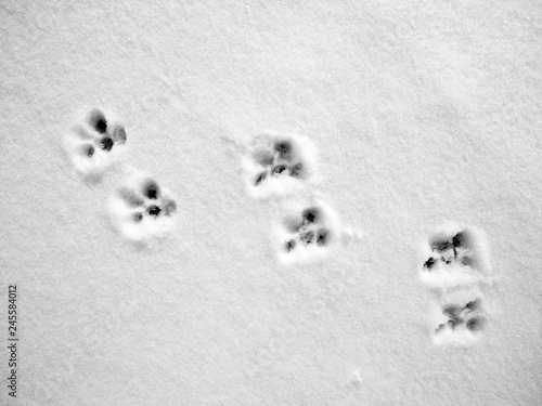 traces of a cat in the snow, winter background