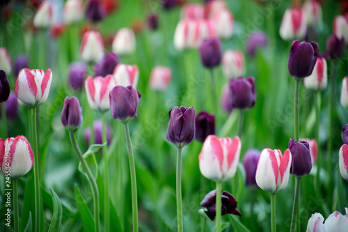 tulips in the garden