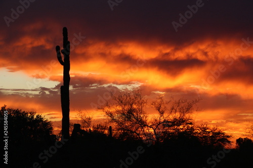 Bright orange sunset with a tall saguaro in Scottsdale Arizona