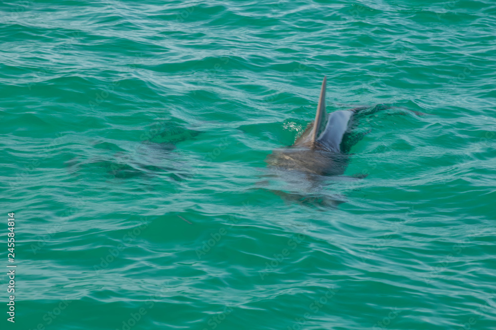 Obraz premium Single Dolphin in Ocean