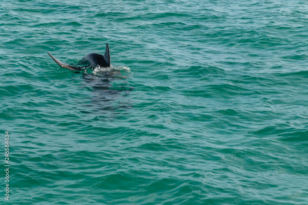 Obraz premium Single Dolphin in Ocean