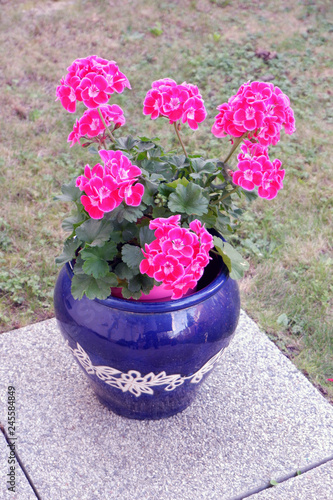 Fototapeta Naklejka Na Ścianę i Meble -  géraniums en pot