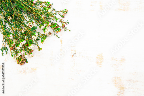 Sprigs of white flowers Chamelacium on a light worn background, copy space