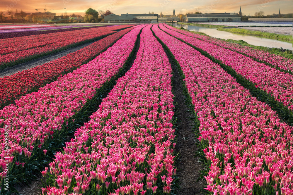 tulip field rows