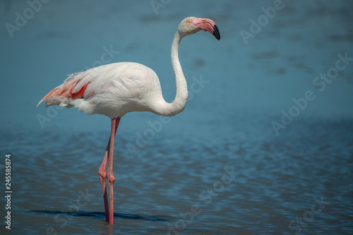 Single Wild Pink Flamingo Portrait