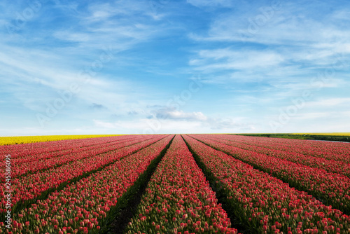 tulip field rows