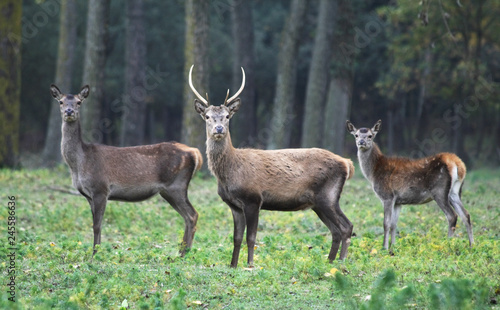 Red deer in Mesola Park  Ferrara  Italy