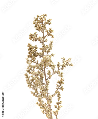 flora of Gran Canaria - Artemisia ramosa