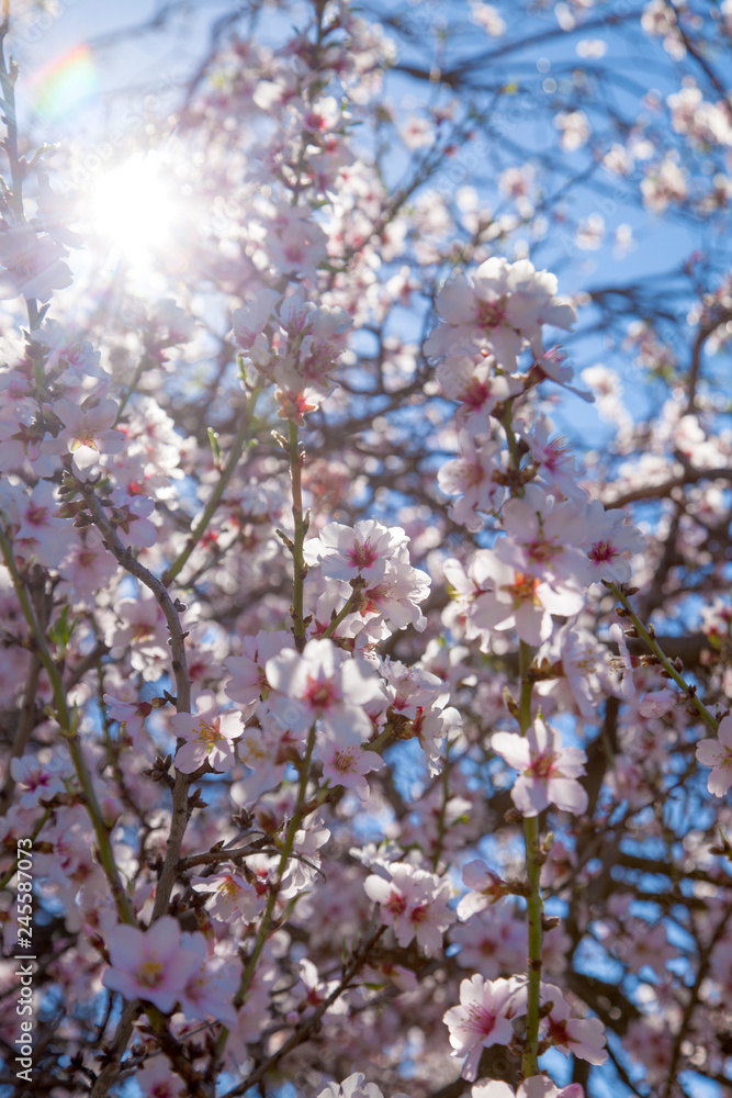 flowering almonds background