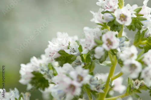 flora of Gran Canaria -  Echium decaisnei