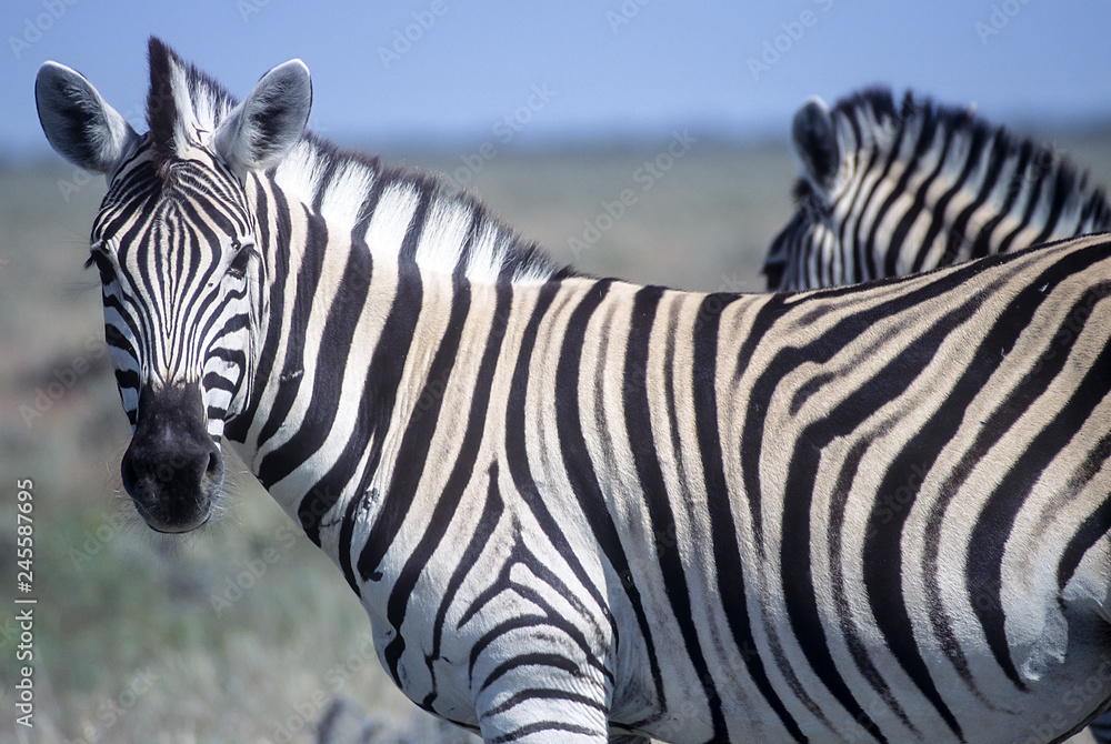 Plains Zebra (Equus burchellii), Africa, Namibia, Oshikoto, Etosha National Park Plains Zebra (Equus burchellii), Africa, Namibia, Oshikoto, Etosha National Park