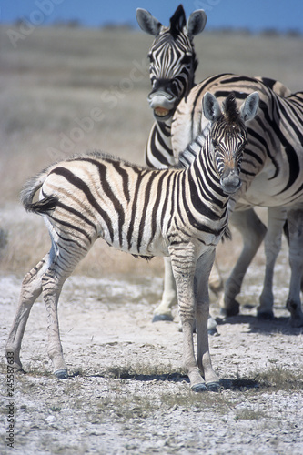 Plains Zebra  Equus burchellii   Africa  Namibia  Oshikoto  Etosha National Park