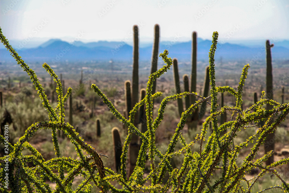 Ocotillo and Saguaros in North Scottsdale Arizona