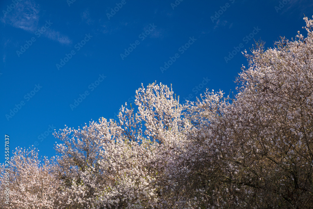 flowering almonds background