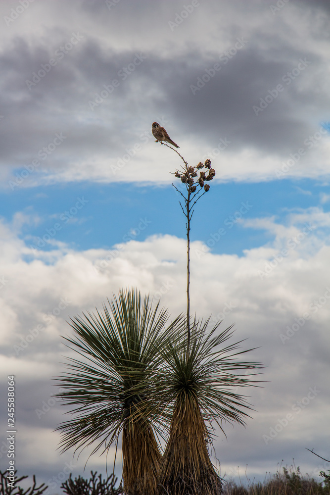 Hawk sitting on a yucca plant in North Scottsdale