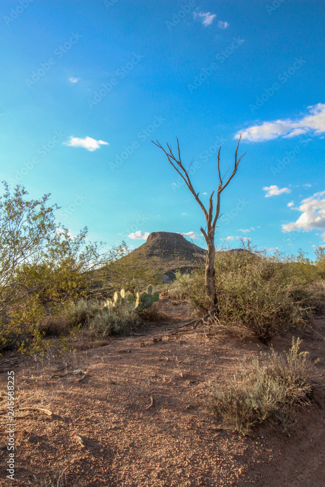 Fototapeta premium Dead tree and maountain at Brown's Ranch hiking trail in Scottsdale Arizona