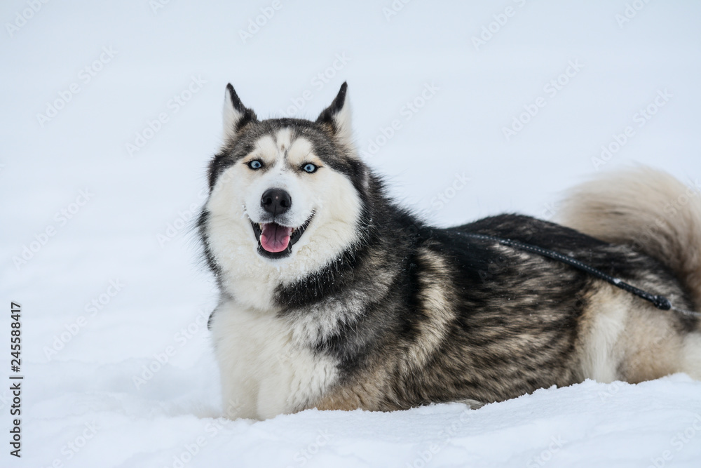 Cute Siberian husky is playing outdoors, in the snow
