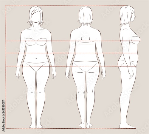 Female body lines and proportions for sewing