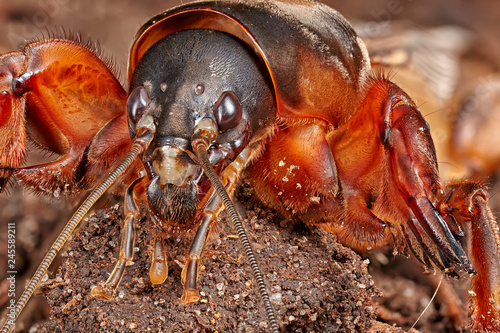 Gryllotalpidae dangerous pest of the root system of vegetables is living underground. Close up macro stacking image photo