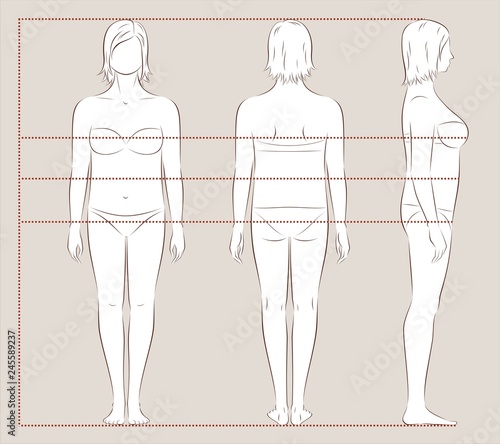 Female body lines and proportions for sewing