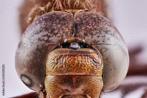 Closeup macro detailed eyes of dragonfly Pantala flavescens on white background. Macro stacking image © Сергей Детюков